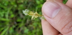Carex longii