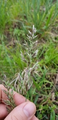 Poa arachnifera
