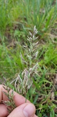 Poa arachnifera