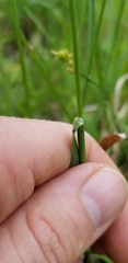 Poa arachnifera