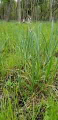 Poa arachnifera