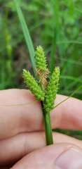 Carex complanata