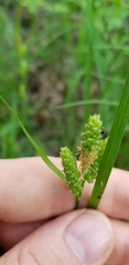 Carex complanata