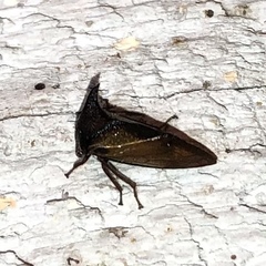 Stictocephala stimulea