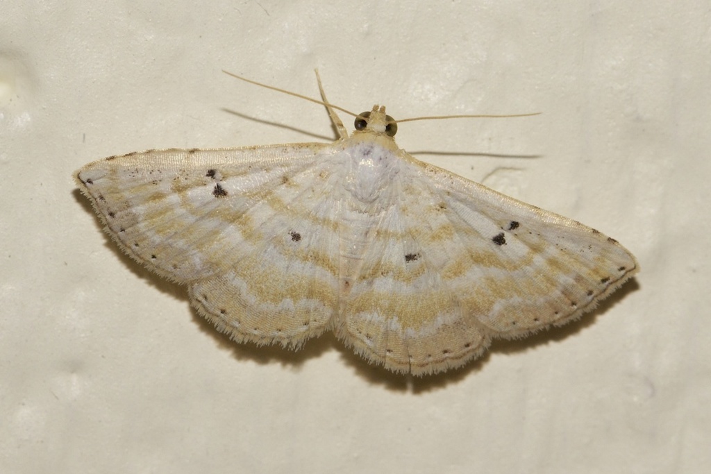 Oruza cariosa
