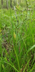Carex complanata