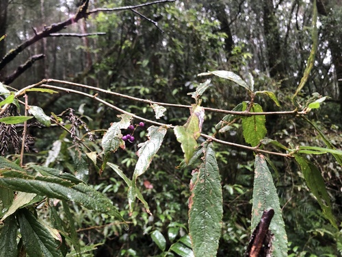 Callicarpa longissima iNat (1)
