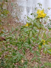 Berberis aquifolium