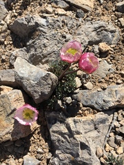 Ranunculus andersonii