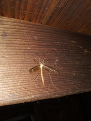 Tipula