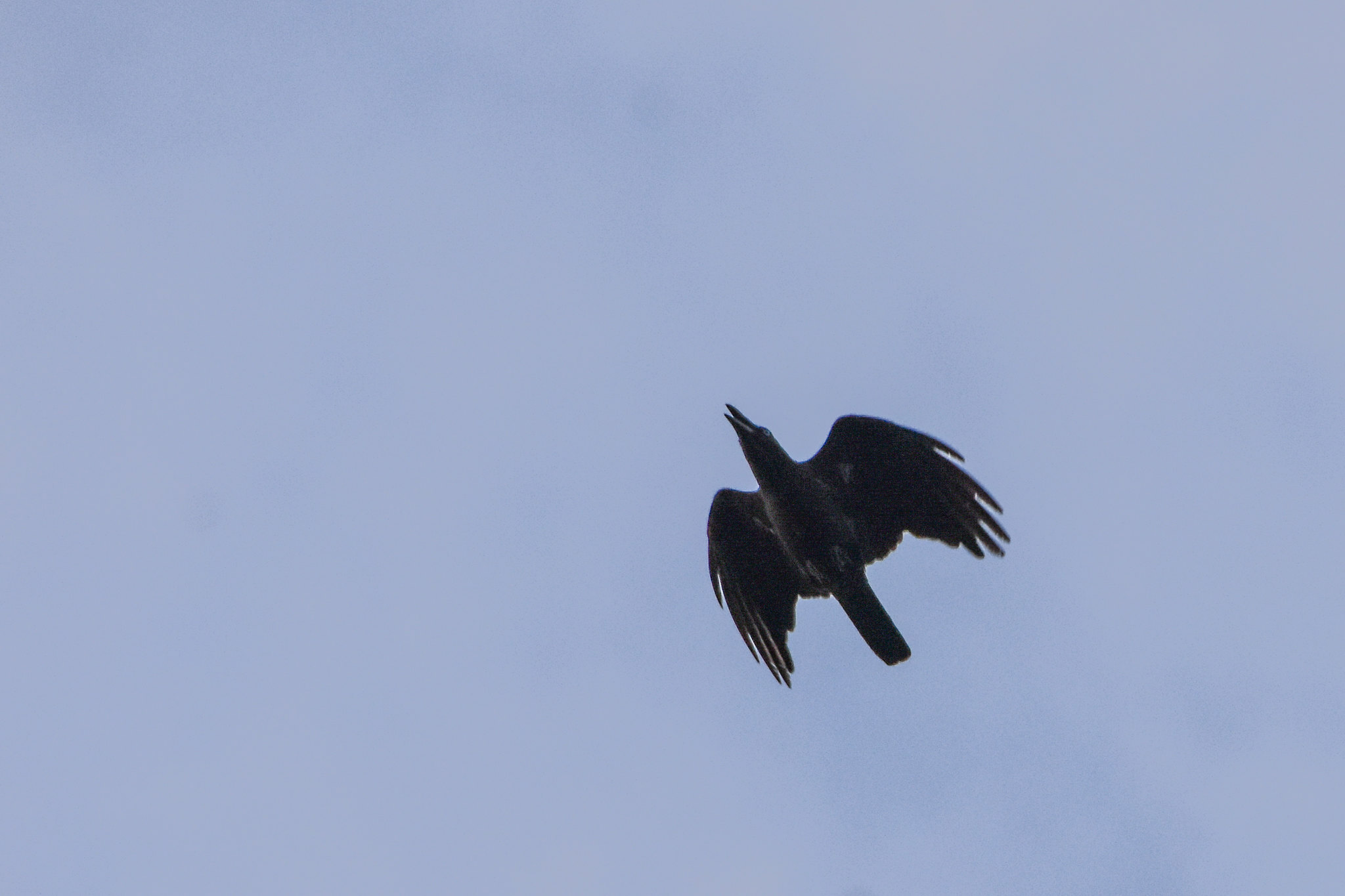 Bismarck Crow (Corvus insularis), photo 3