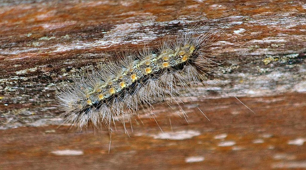 Fall Webworm Moth From Dallas TX USA Winfrey On November 25 2020 At   Large 