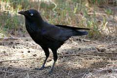 Corvus coronoides