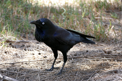 Corvus coronoides