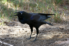 Corvus coronoides