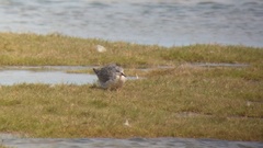 Calidris canutus rufa