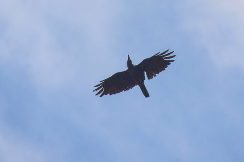 Bismarck Crow (Corvus insularis), photo 2