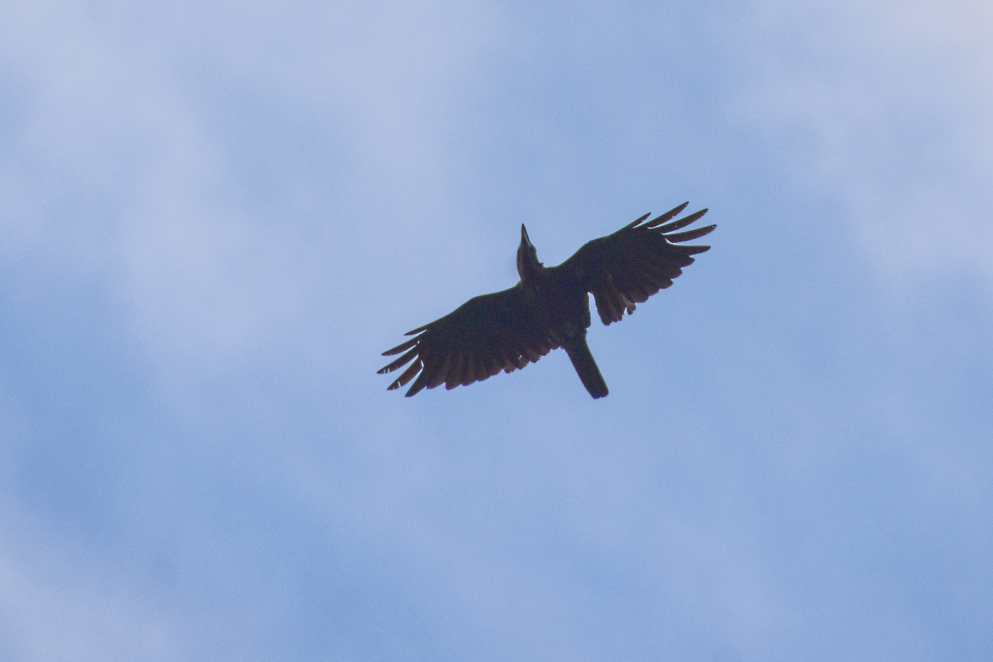Bismarck Crow (Corvus insularis), photo 2