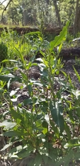 Rumex altissimus