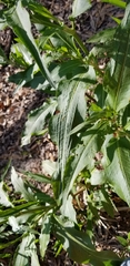 Rumex altissimus