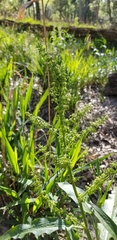 Rumex altissimus