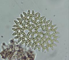 Pediastrum duplex