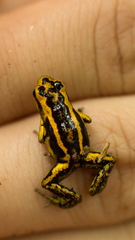 Andinobates fulguritus