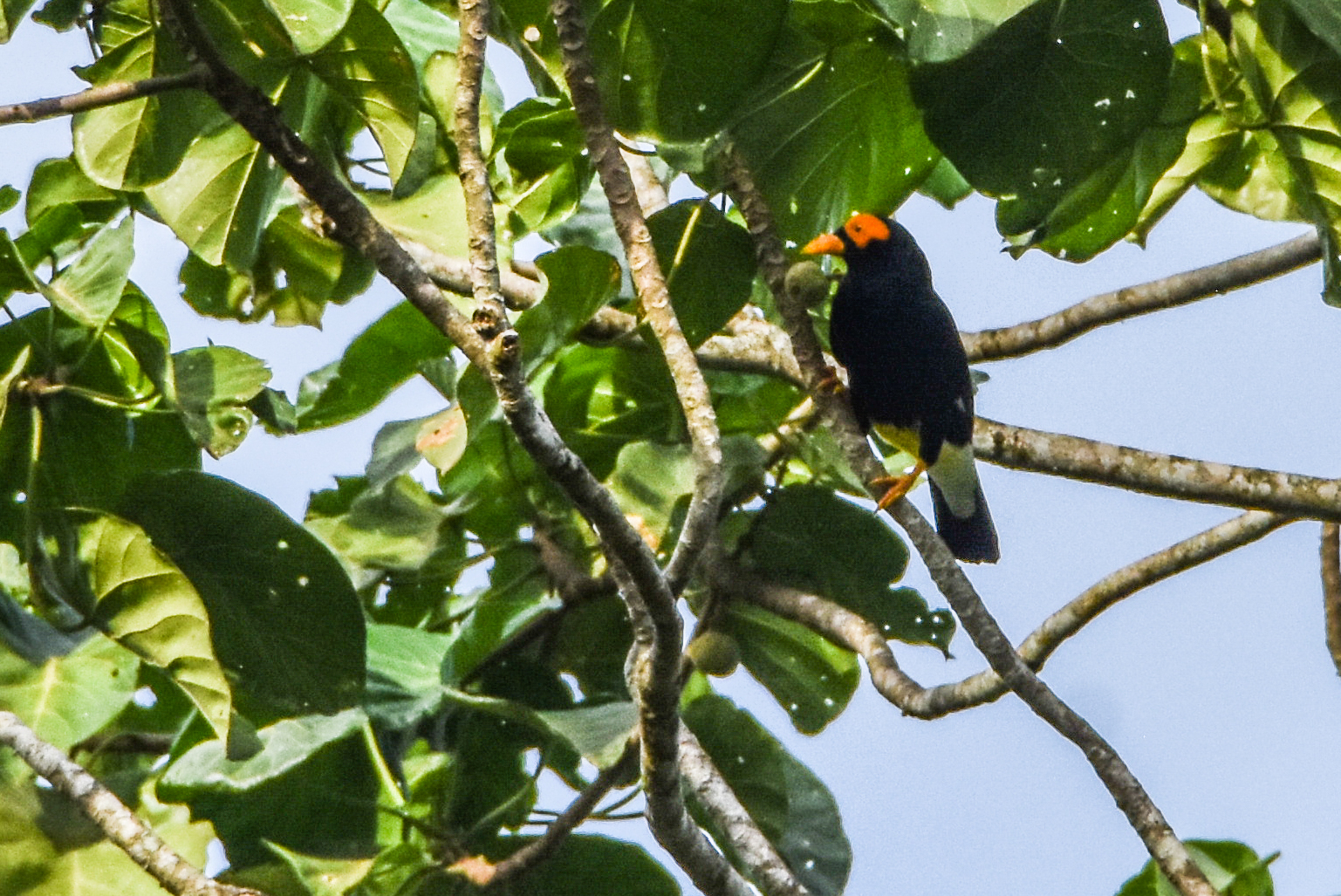 Long-tailed Myna (Mino kreffti), photo 5