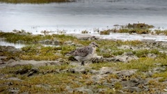 Calidris canutus rufa