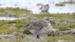 Calidris canutus rufa