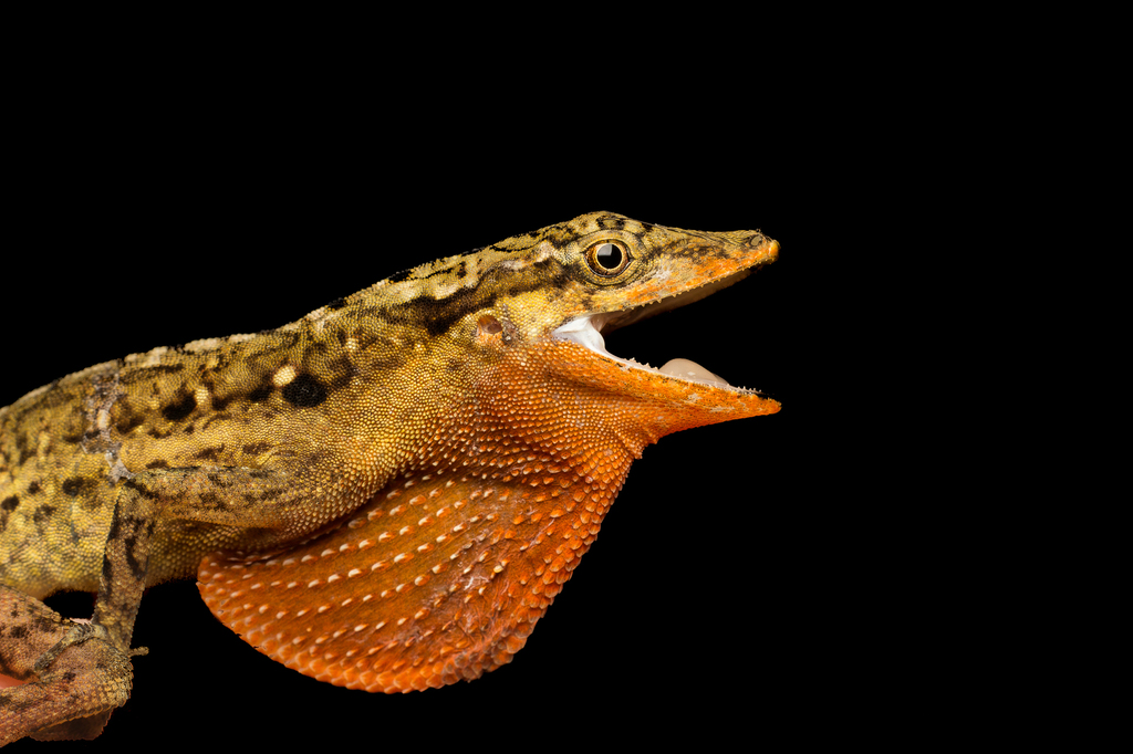Tropical Anole