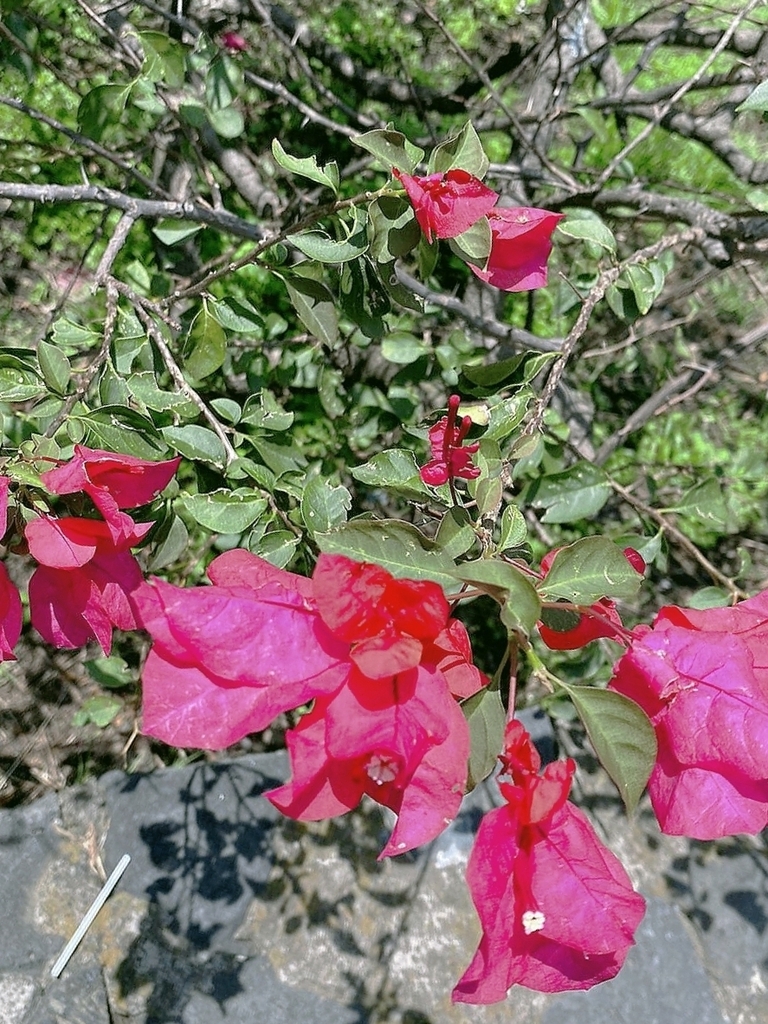 bougainvilleas from Pedregal de Santo Domingo, 04369 Ciudad de México ...