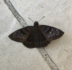 Ephyriades brunnea