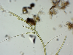 Stigeoclonium