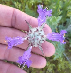 Salvia carduacea