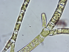 Stigeoclonium