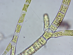 Stigeoclonium