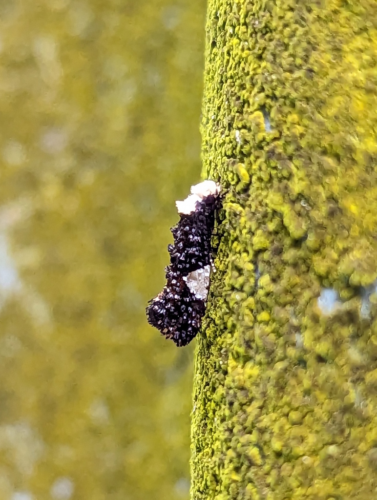 Monopis trigonoleuca