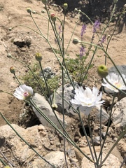 Atrichoseris platyphylla