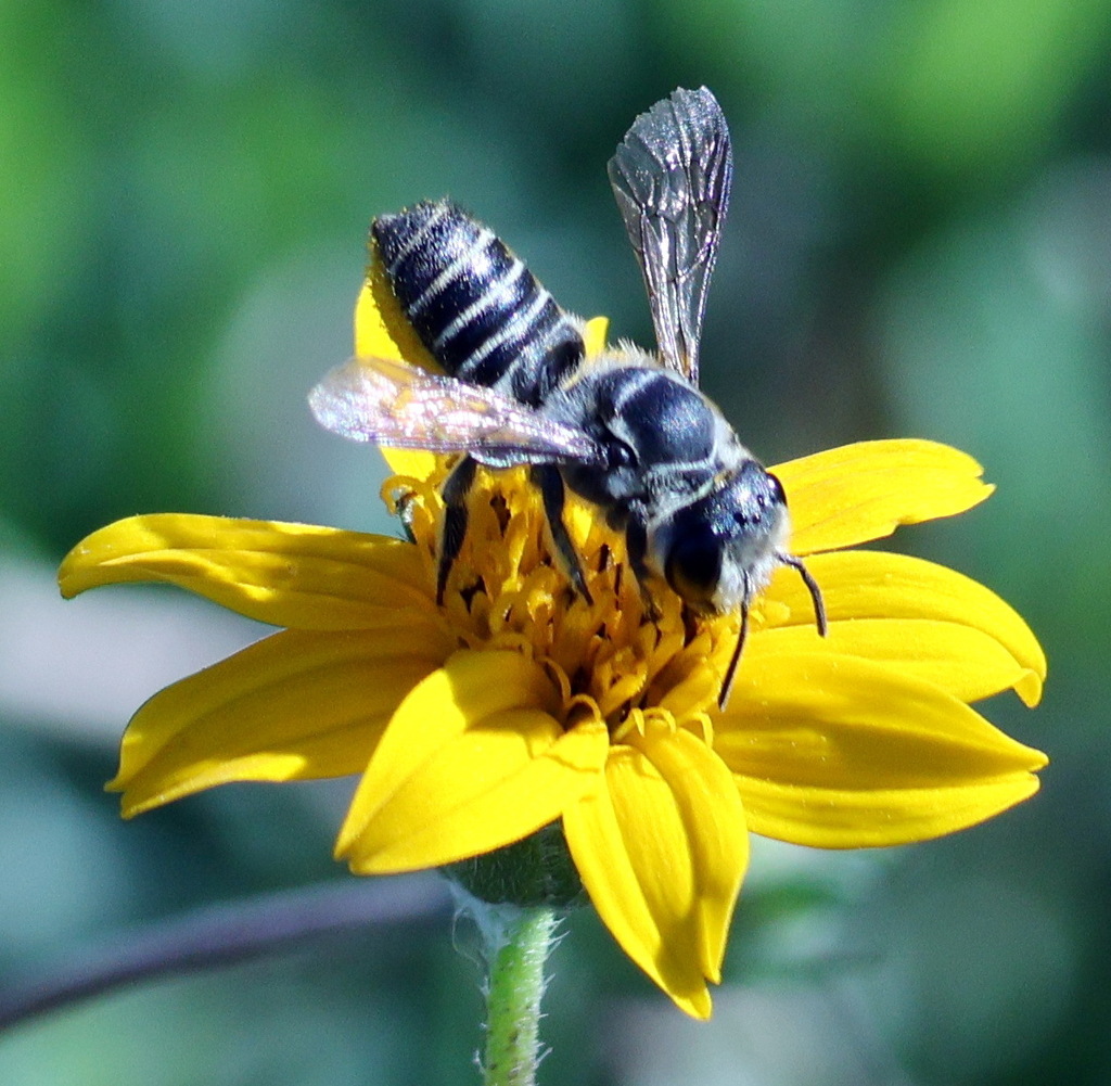 Megachile zaptlana