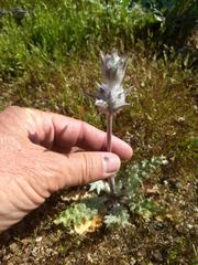Salvia carduacea