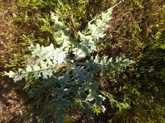 Salvia carduacea