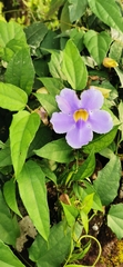 Thunbergia laurifolia image