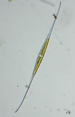 Closterium kuetzingii