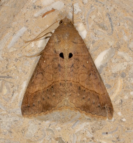 Small Mocis Moth photo 4