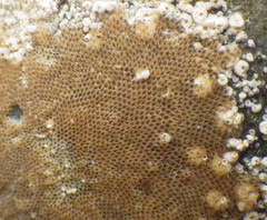 Cauloramphus echinus