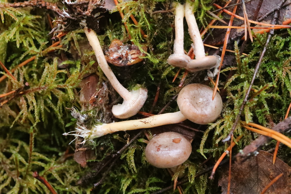 Rhizocybe pruinosa
