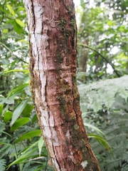 Dilleniaceae