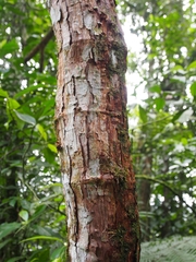 Dilleniaceae