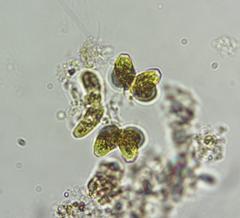 Dimorphococcus lunatus